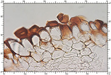 Genea sphaerica